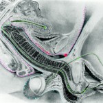 Lust, Love & Long-Term Bonding by Dr Jack