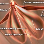 Mystery of the G-Spot by Dr Jack Lewis
