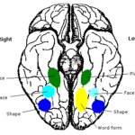 Watching Game of Thrones in an MRI scanner to help throw light on how brains process faces